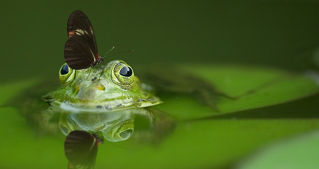 Ein Frosch und ein Schmetterling als Symbol der Transformation in der Osho Dynamische Meditation